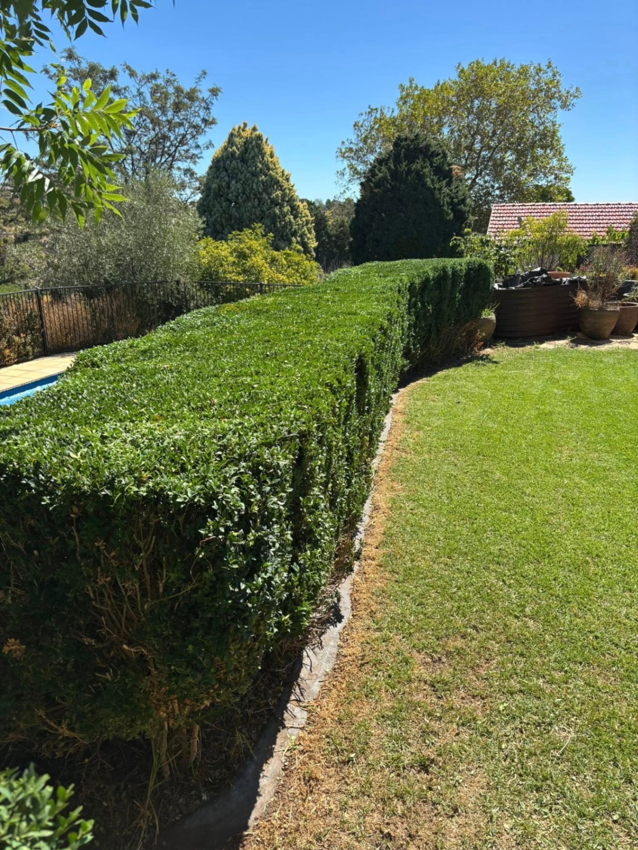 Freshly trimmed hedge beside a manicured lawn in Adelaide's northern suburbs