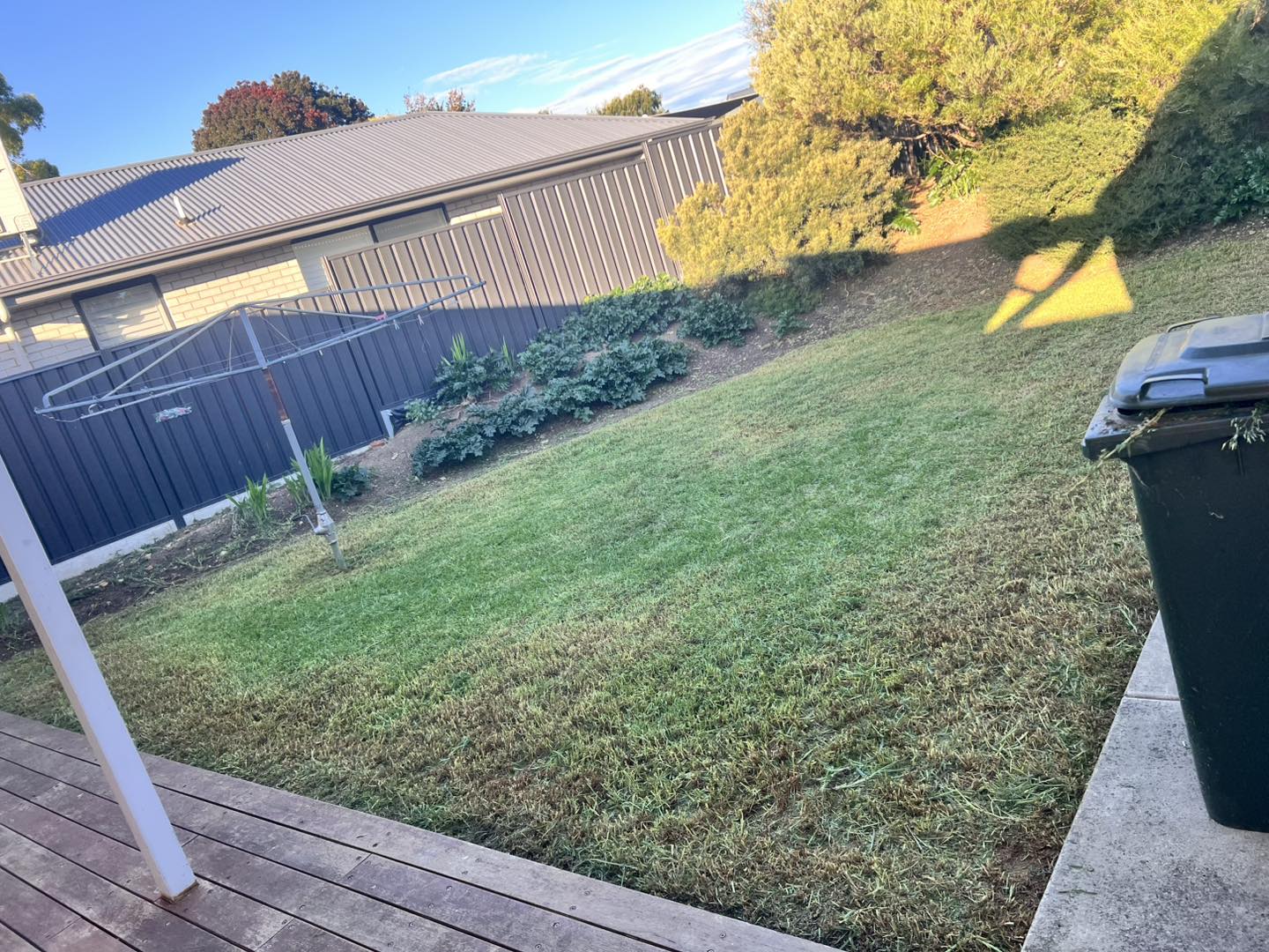 Backyard lawn freshly mowed and edged